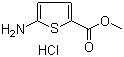 5-Amino-2-thiophenecarboxylic acid methyl ester hydrochloride molecular structure (CAS 14597-57-0)