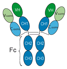 Trastuzumab molecular structure (CAS 180288-69-1)