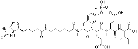 N-[6-[[5-[(3aS,4S,6aR)-六氢-2-氧代-1H-噻吩并[3,4-d]咪唑-4-基]-1-氧代戊基]氨基]-1-氧代己基]-O-膦酰-L-酪氨酰-L-alpha-谷氨酰-L-alpha-谷氨酰-L-异亮氨酸分子结构 (CAS 201422-05-1)